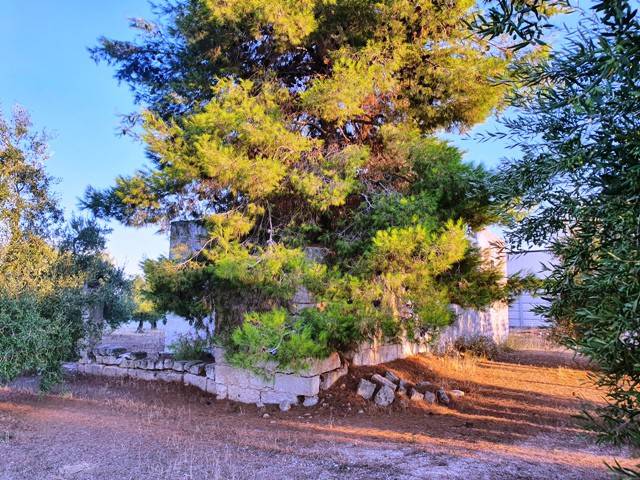 Rustico / casale a Bisceglie - Foto 5