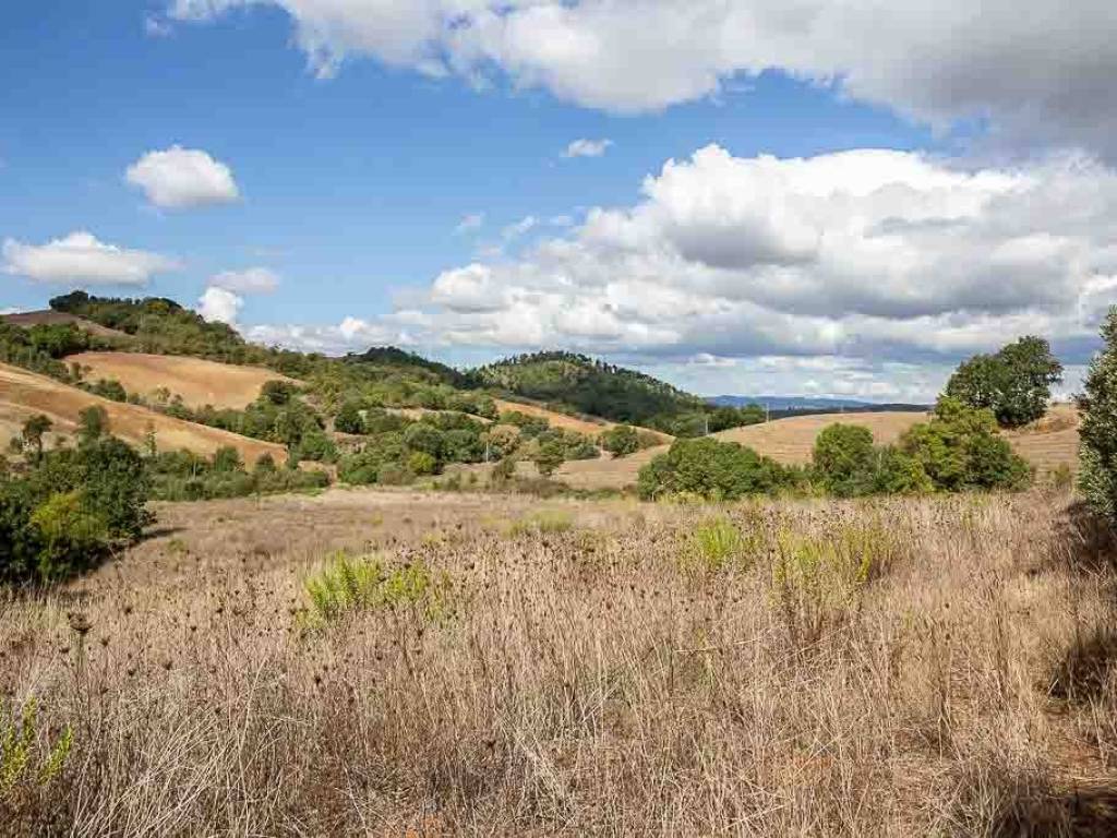 Terreno a Capalbio - Foto 4