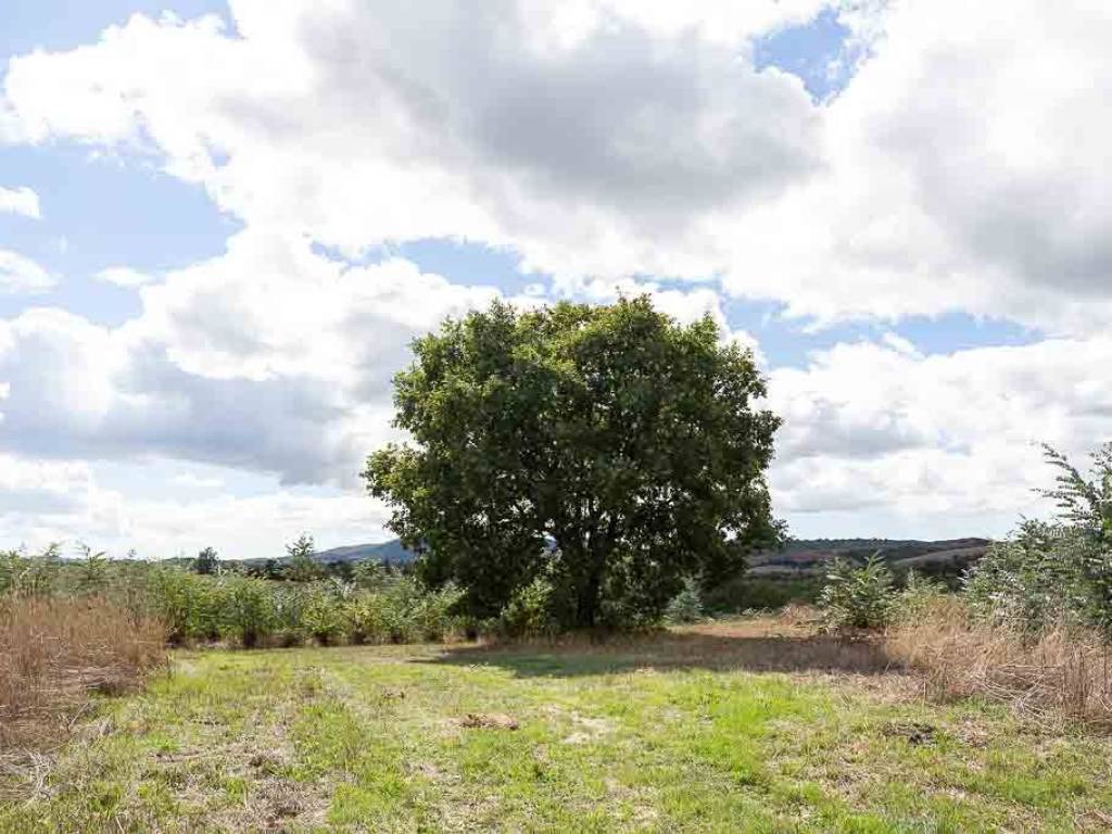 Terreno a Capalbio - Foto 5