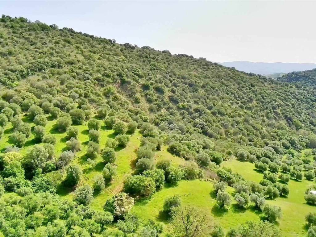 Rustico / casale a Cinigiano - Foto 5