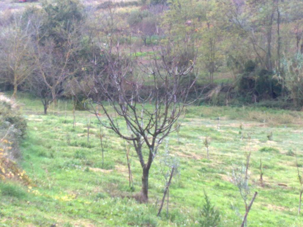 Terreno a Vasto in Strada Vicinale Vallone del Maltempo - Foto 2