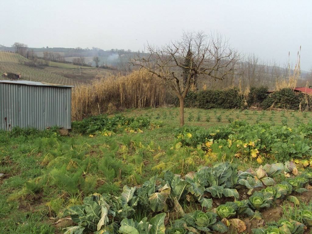 Terreno a Vasto in Strada Vicinale Vallone del Maltempo - Foto 4