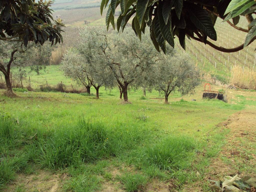 Terreno a Vasto in Strada Vicinale Vallone del Maltempo - Foto 5