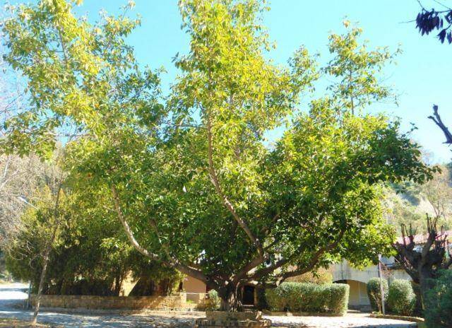 Rustico / casale a Isola di capo rizzuto in Praiaolonga - Foto 2