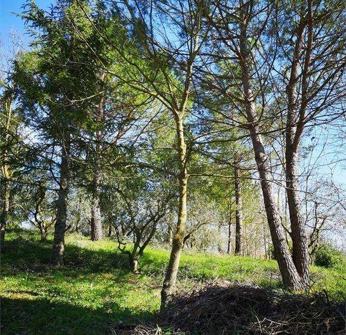 Rustico / casale a Castelplanio in Via Xxv Aprile - Foto 5