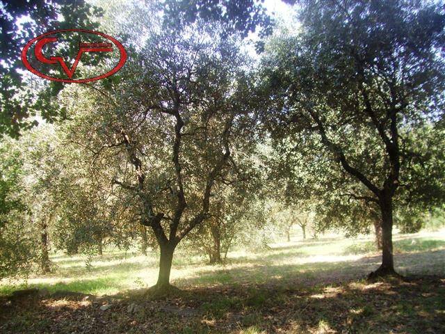 Terreno a Bucine in Via Magiotti - Foto 2