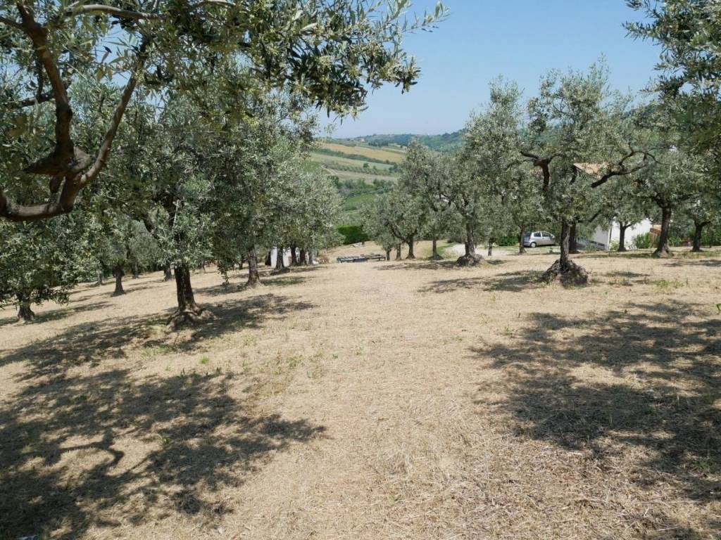 Terreno a Cupello - Foto 3