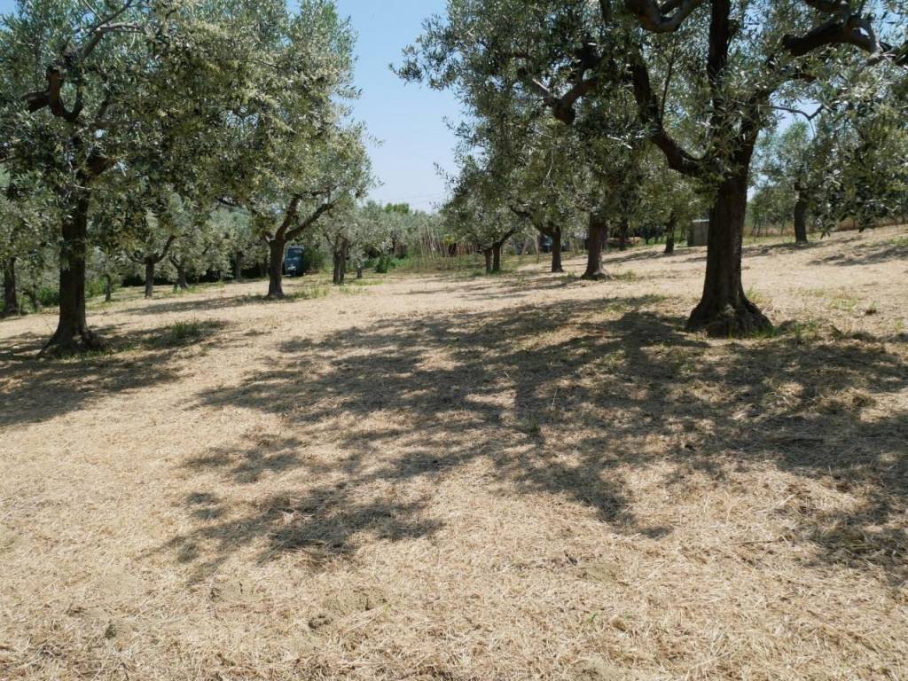 Terreno a Cupello - Foto 4