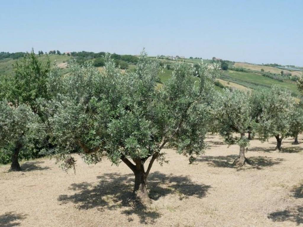 Terreno a Cupello - Foto 5