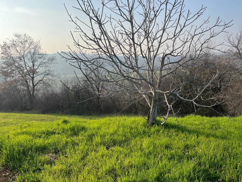 Terreno a Castelvetro di modena in Via Lunga, 1 - Foto 5