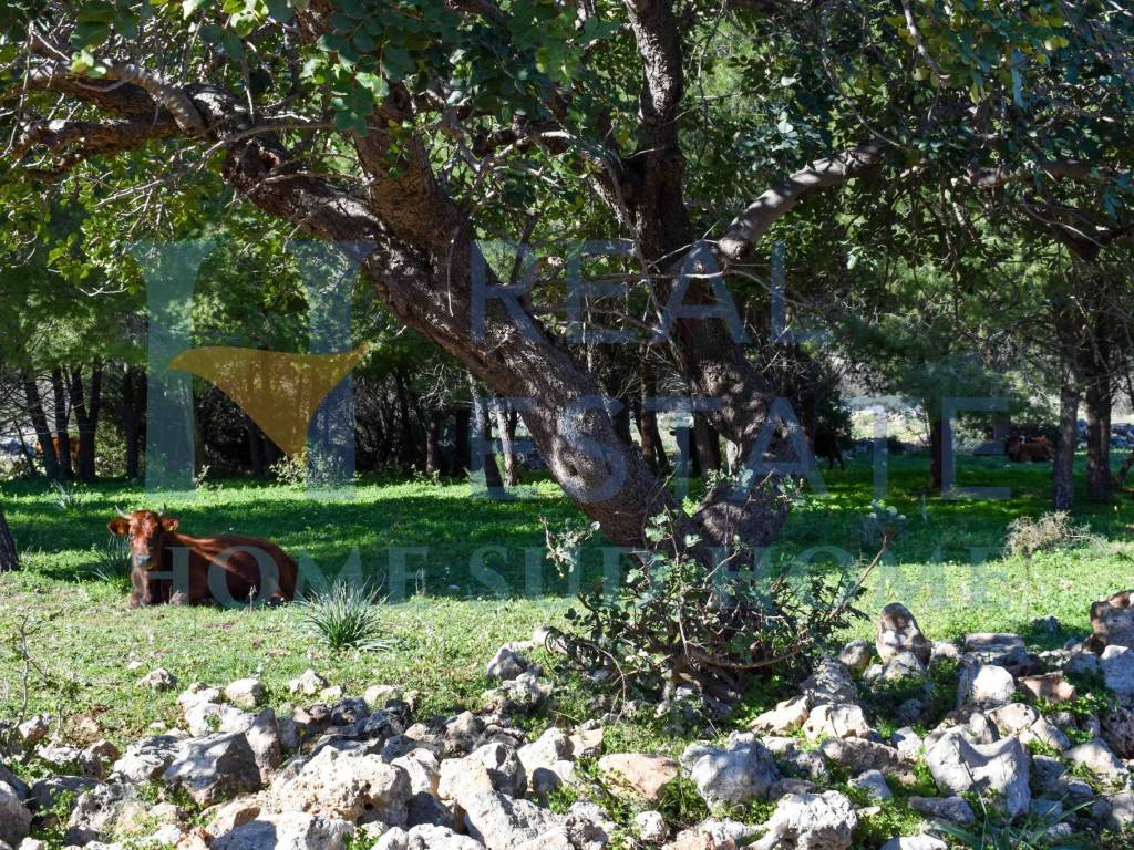 Rustico / casale a Noto in Via Tommaso Fazello, 228 - Foto 3