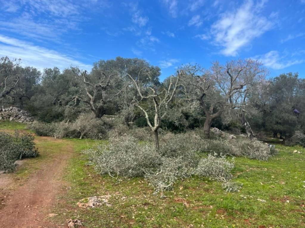 Terreno a Ostuni in Chiobbica S.N.C. - Foto 3