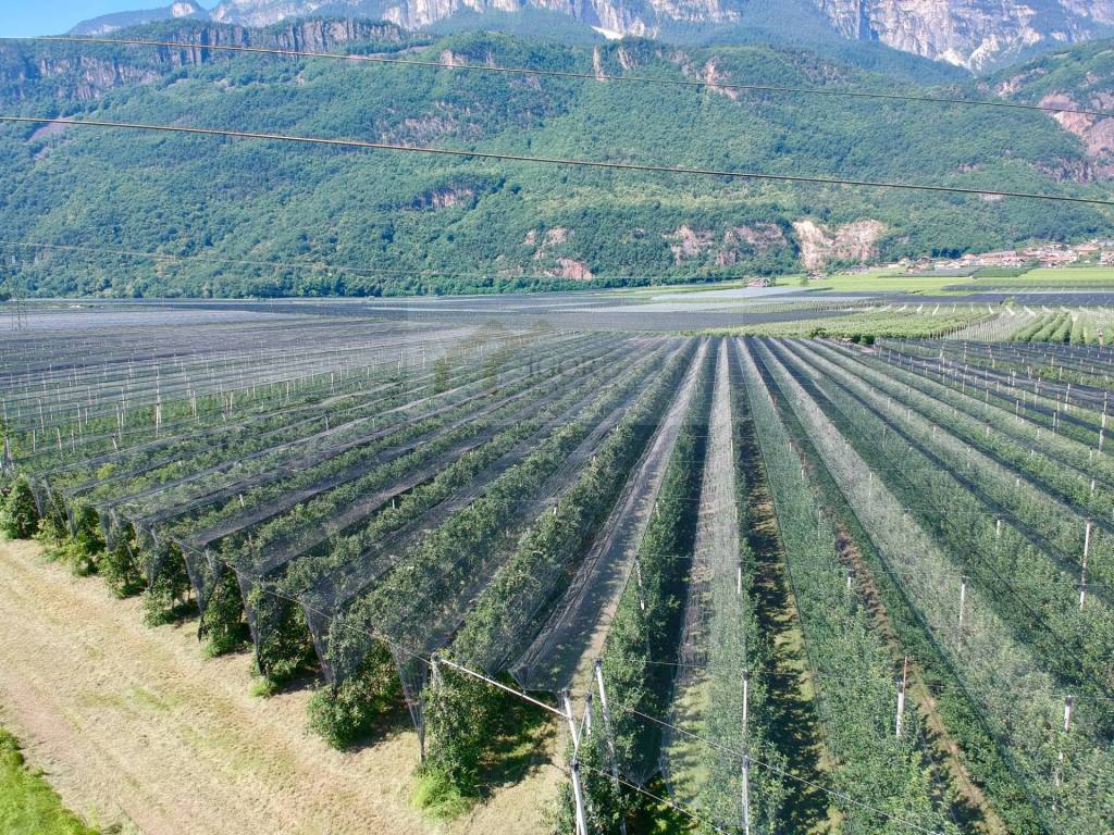 Terreno a Appiano sulla strada del vino in SP54 - Foto 3