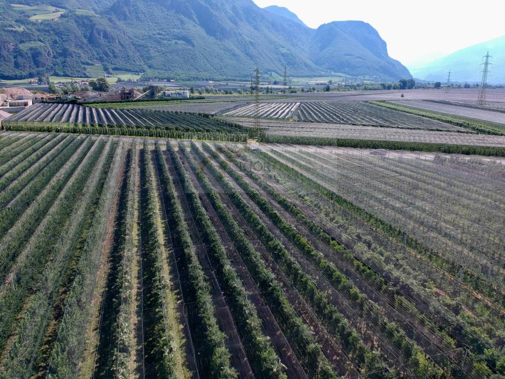 Terreno a Appiano sulla strada del vino in SP54 - Foto 4