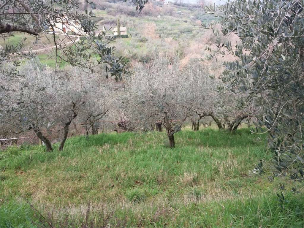 Terreno a Bettona - Foto 3