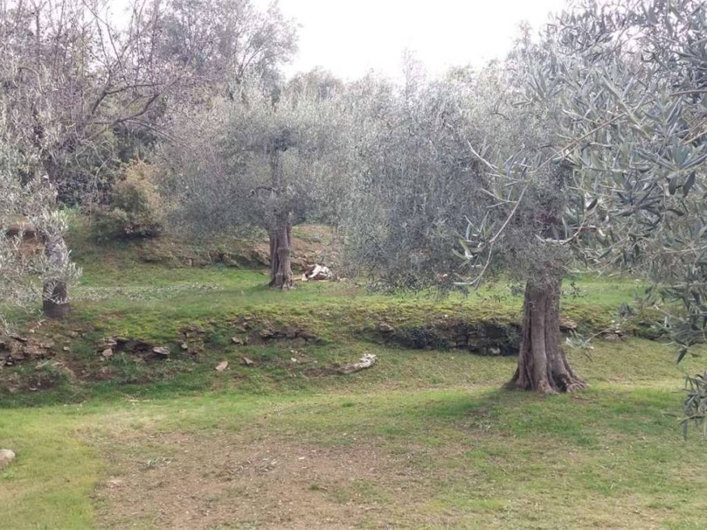 Terreno a Passignano sul trasimeno in Via Giacomo Brodolini S.N.C. - Foto 2