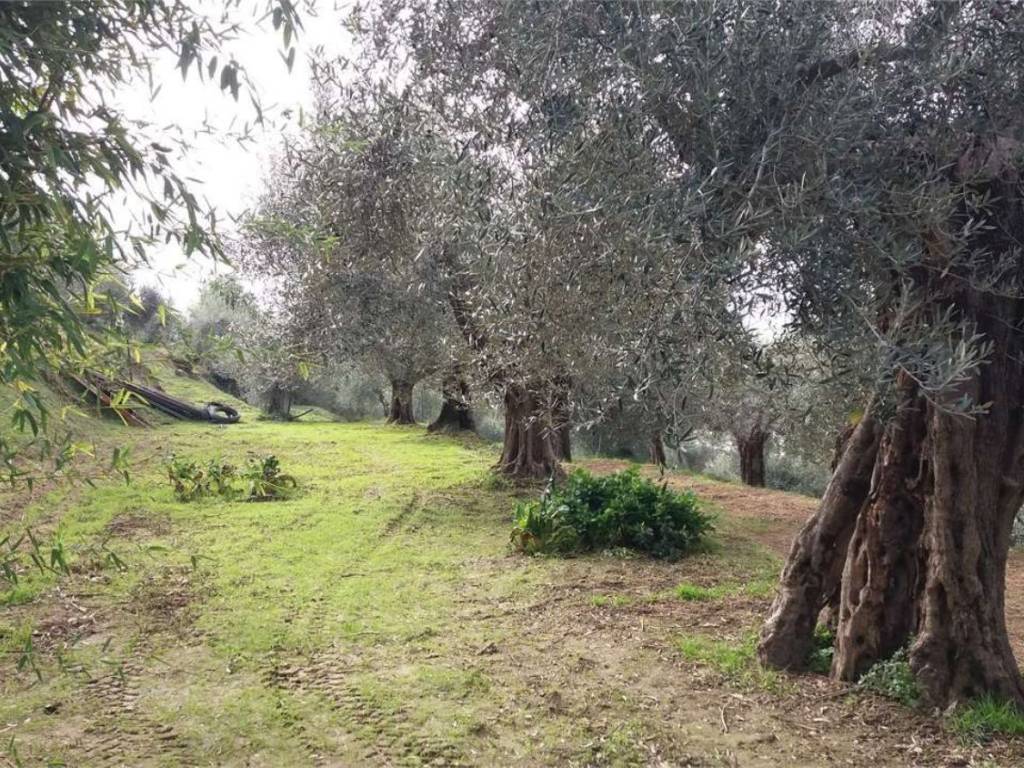 Terreno a Passignano sul trasimeno in Via Giacomo Brodolini S.N.C. - Foto 3