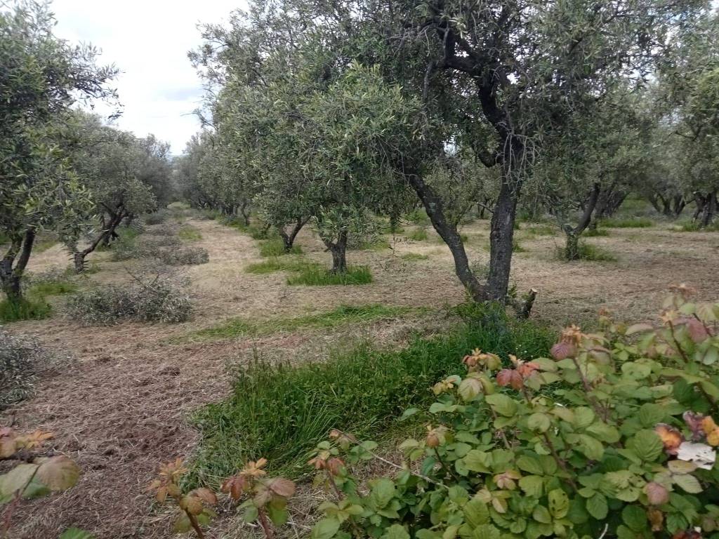 Terreno a Vetralla in Via del Campo - Foto 3