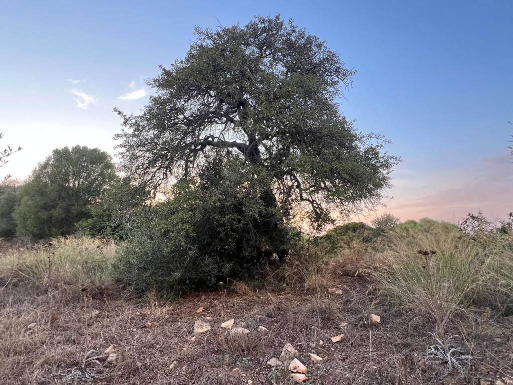 Terreno a Arzachena in Strada Statale Orientale Sarda - Foto 3