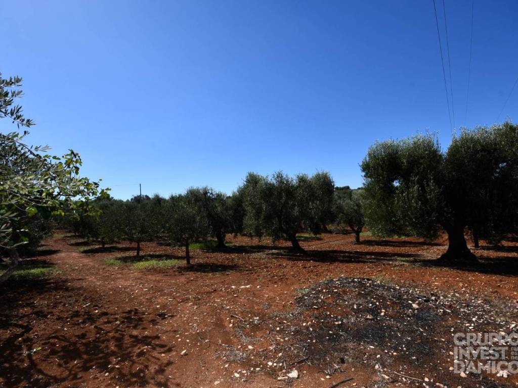 Terreno a Ostuni in Contrada Badessa - Foto 2