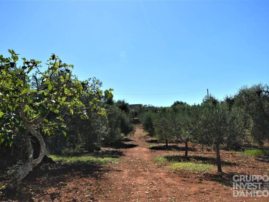 Terreno a Ostuni in Contrada Badessa - Foto 3