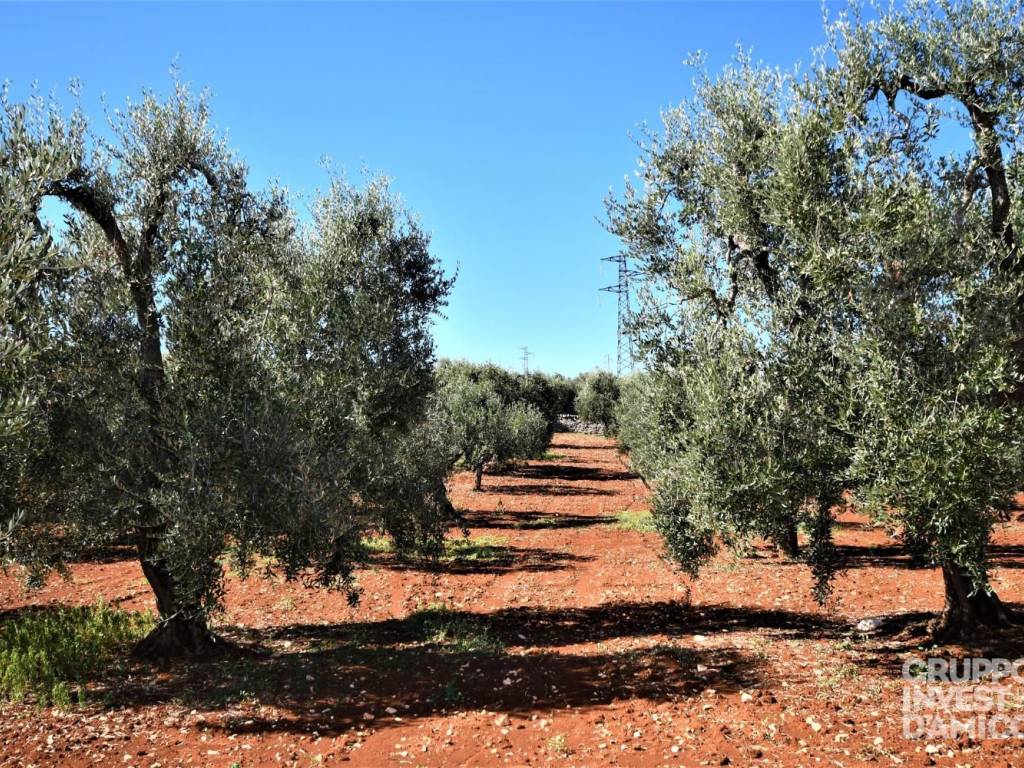 Terreno a Ostuni in Contrada Badessa - Foto 4