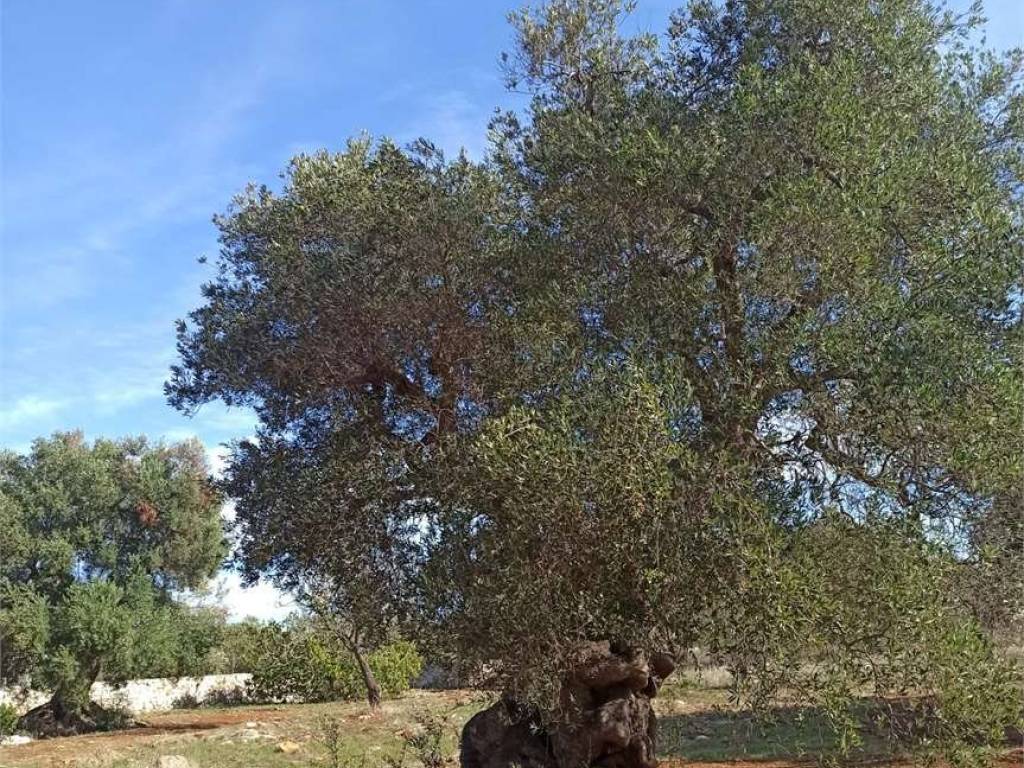 Terreno a Carovigno - Foto 2