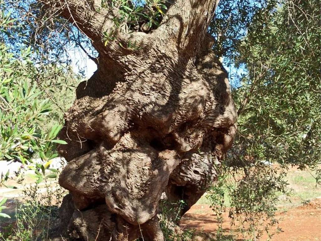 Terreno a Carovigno - Foto 3