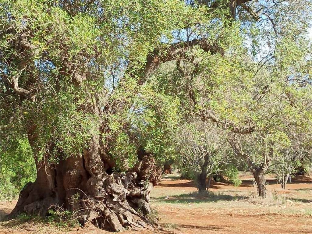 Terreno a Carovigno - Foto 4