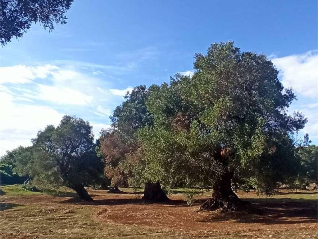 Terreno a Carovigno - Foto 5