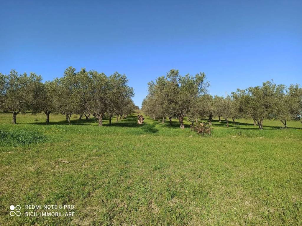 Terreno a Noto in 56 S.N.C. - Foto 3