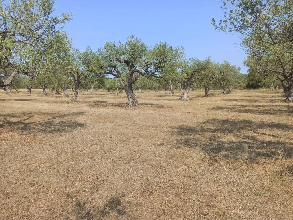 Terreno a Noto in Sp19 S.N.C. - Foto 4