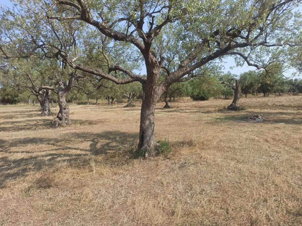 Terreno a Noto in Sp19 S.N.C. - Foto 5
