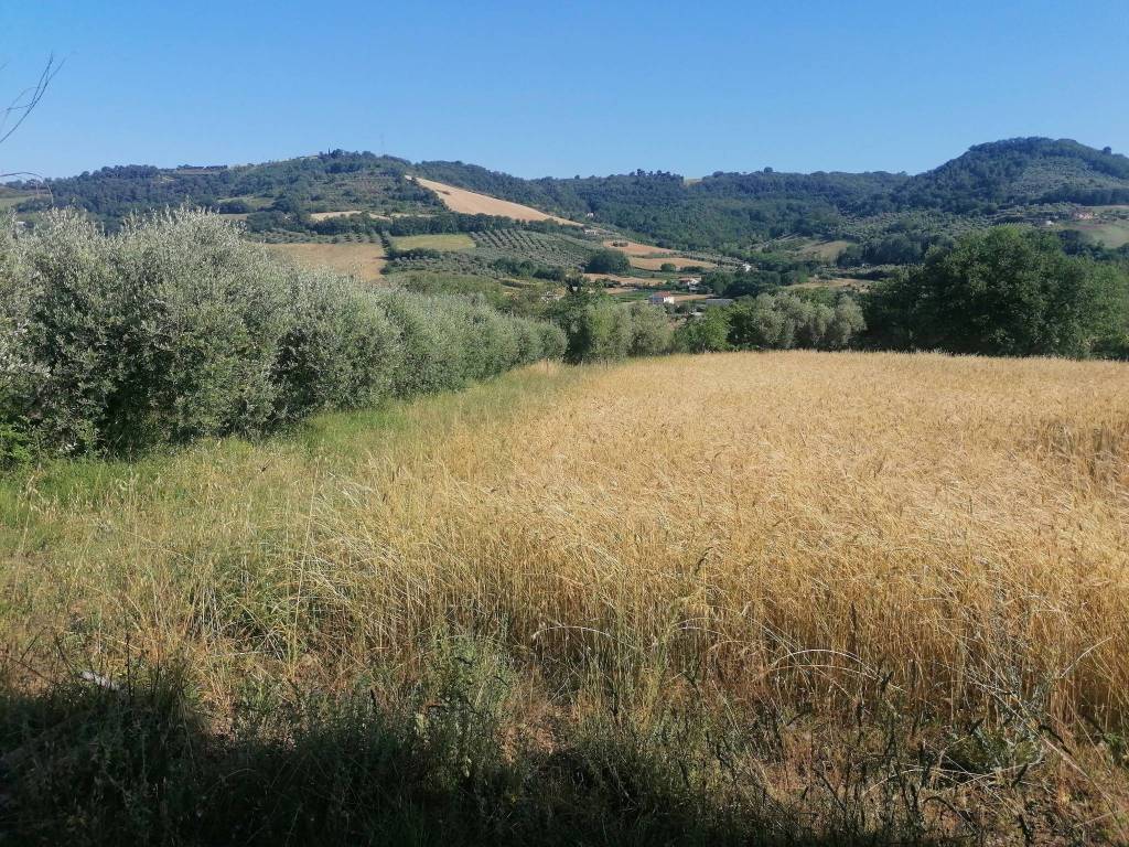 Terreno a Massignano in Contrada San Pietro, 22 - Foto 3