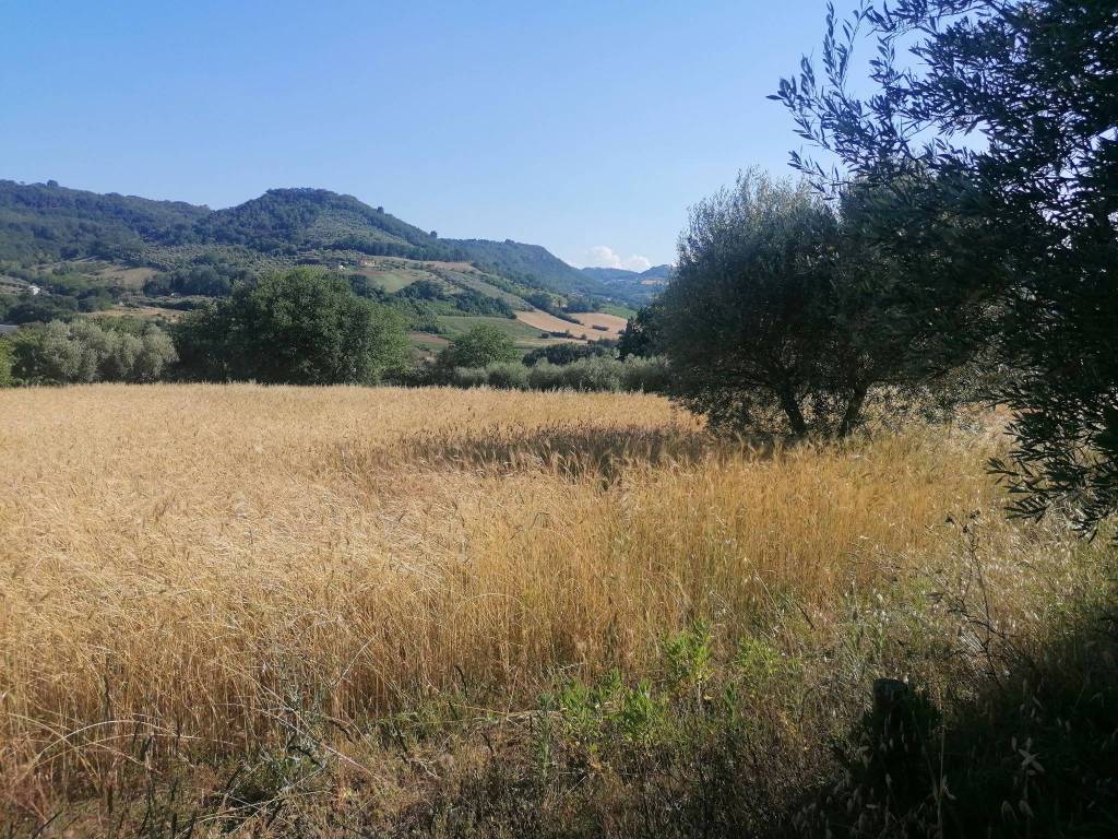 Terreno a Massignano in Contrada San Pietro, 22 - Foto 4