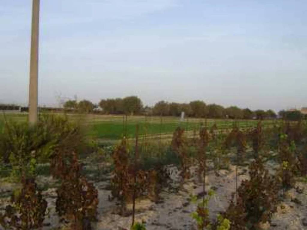Terreno a Noto in Sp 19, 10 - Foto 2