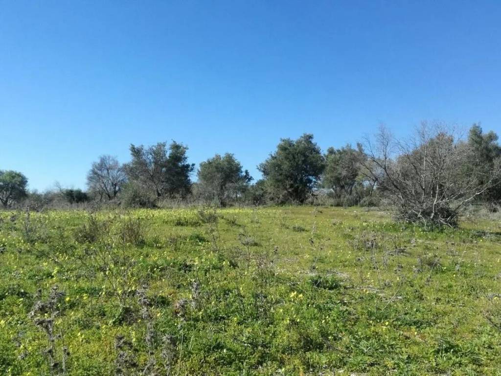 Terreno a Noto in Strada Provinciale 56, 1 - Foto 3