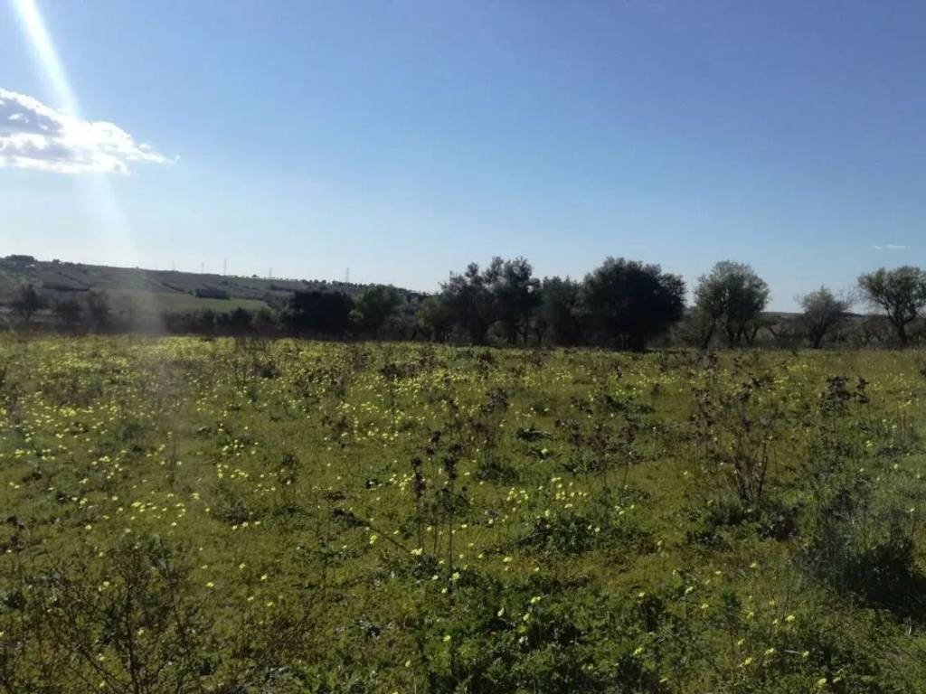 Terreno a Noto in Strada Provinciale 56, 1 - Foto 4