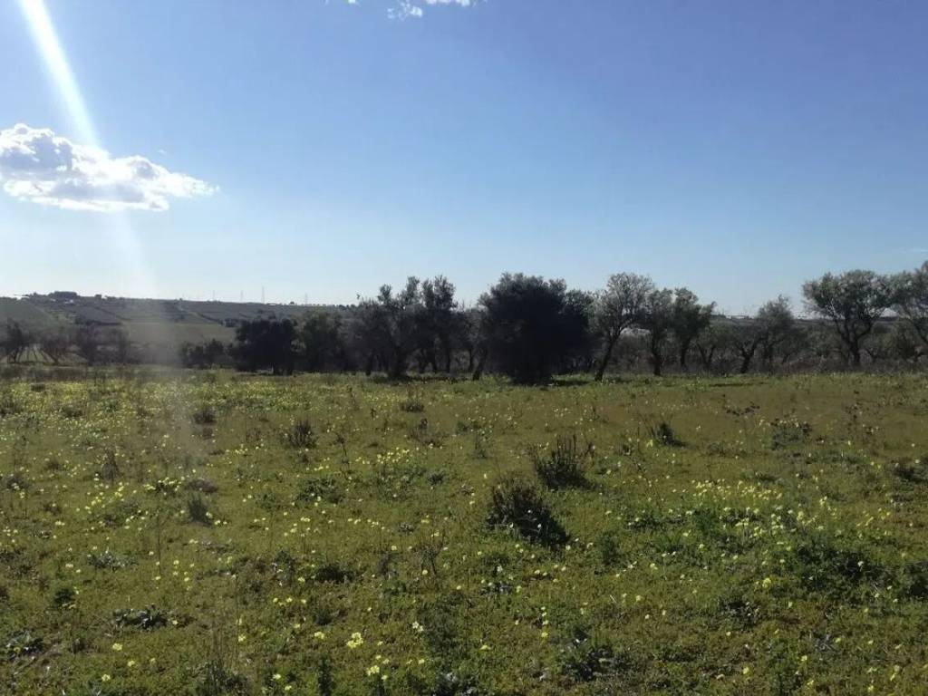 Terreno a Noto in Strada Provinciale 56, 1 - Foto 5