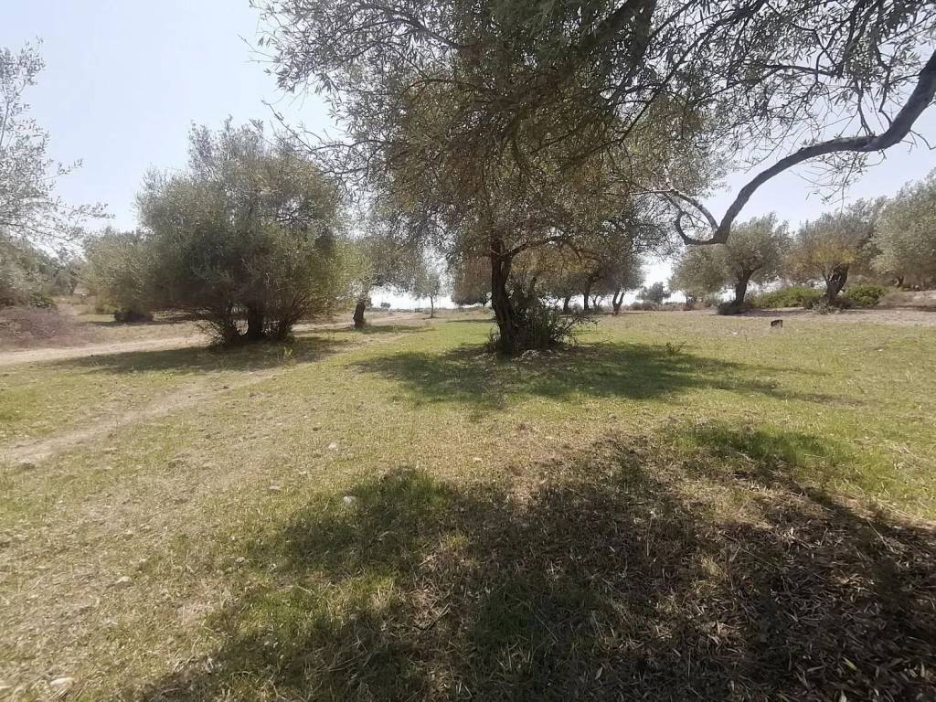 Terreno a Noto in Strada Provinciale 56 S.N.C. - Foto 3