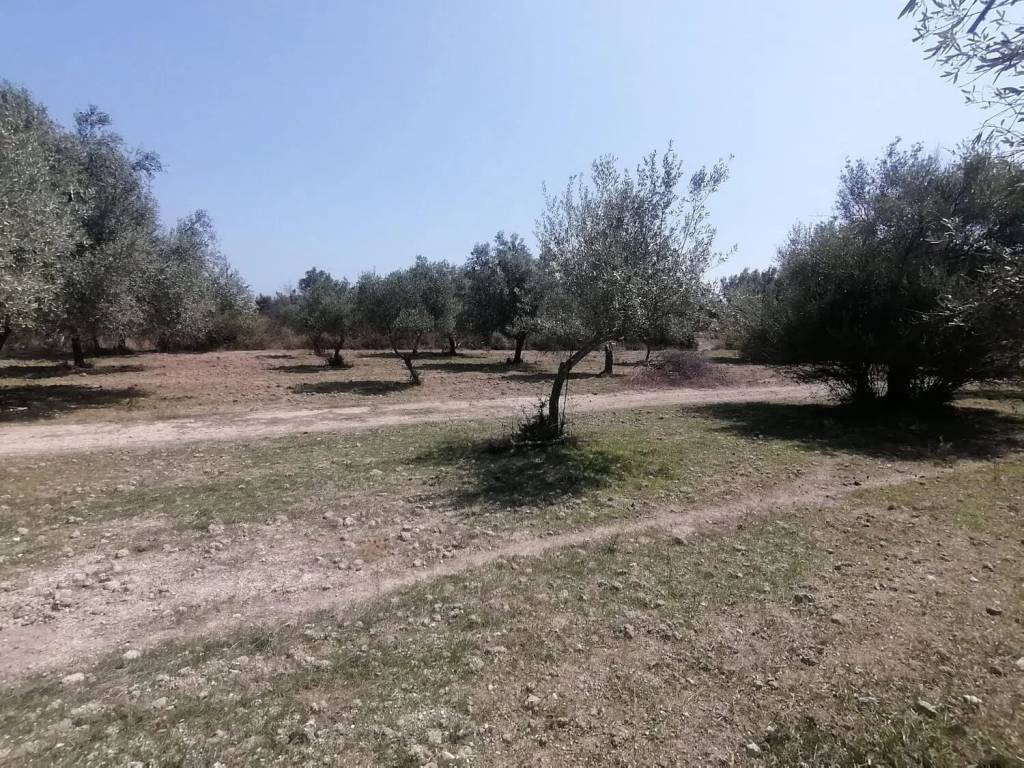 Terreno a Noto in Strada Provinciale 56 S.N.C. - Foto 4
