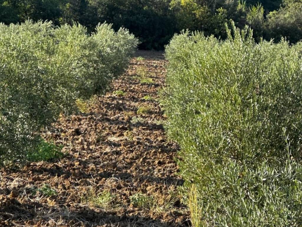 Terreno a Magliano in toscana in Strada Provinciale Amiatina - Foto 2