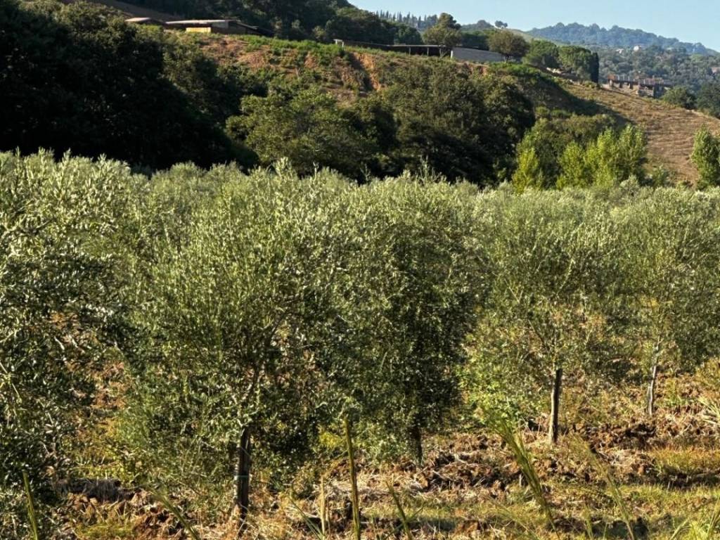 Terreno a Magliano in toscana in Strada Provinciale Amiatina - Foto 3
