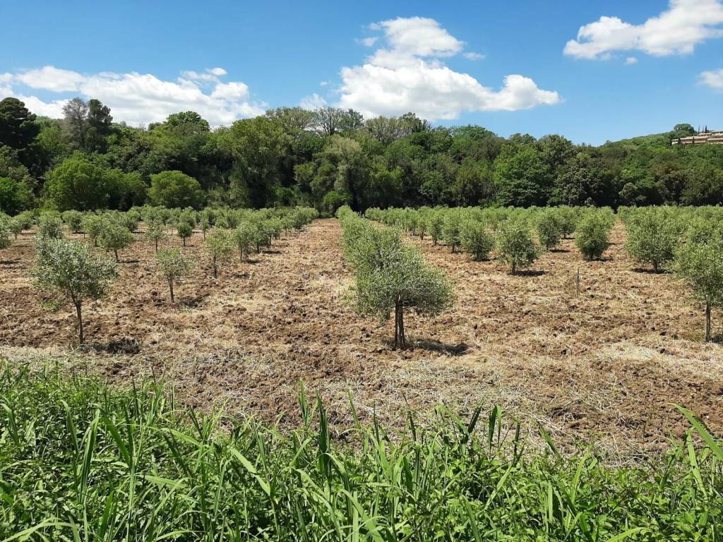 Terreno a Magliano in toscana in Strada Provinciale Amiatina - Foto 4