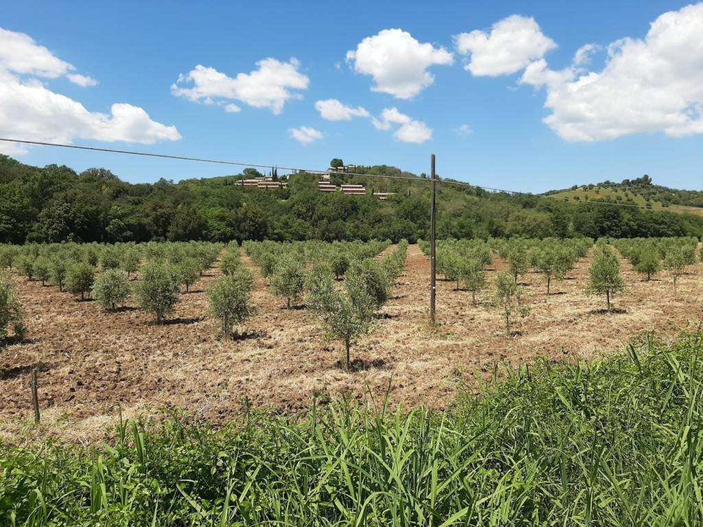 Terreno a Magliano in toscana in Strada Provinciale Amiatina - Foto 5