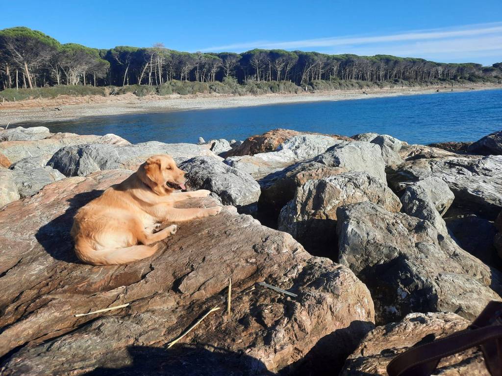 Appartamento a Cecina - Foto 2