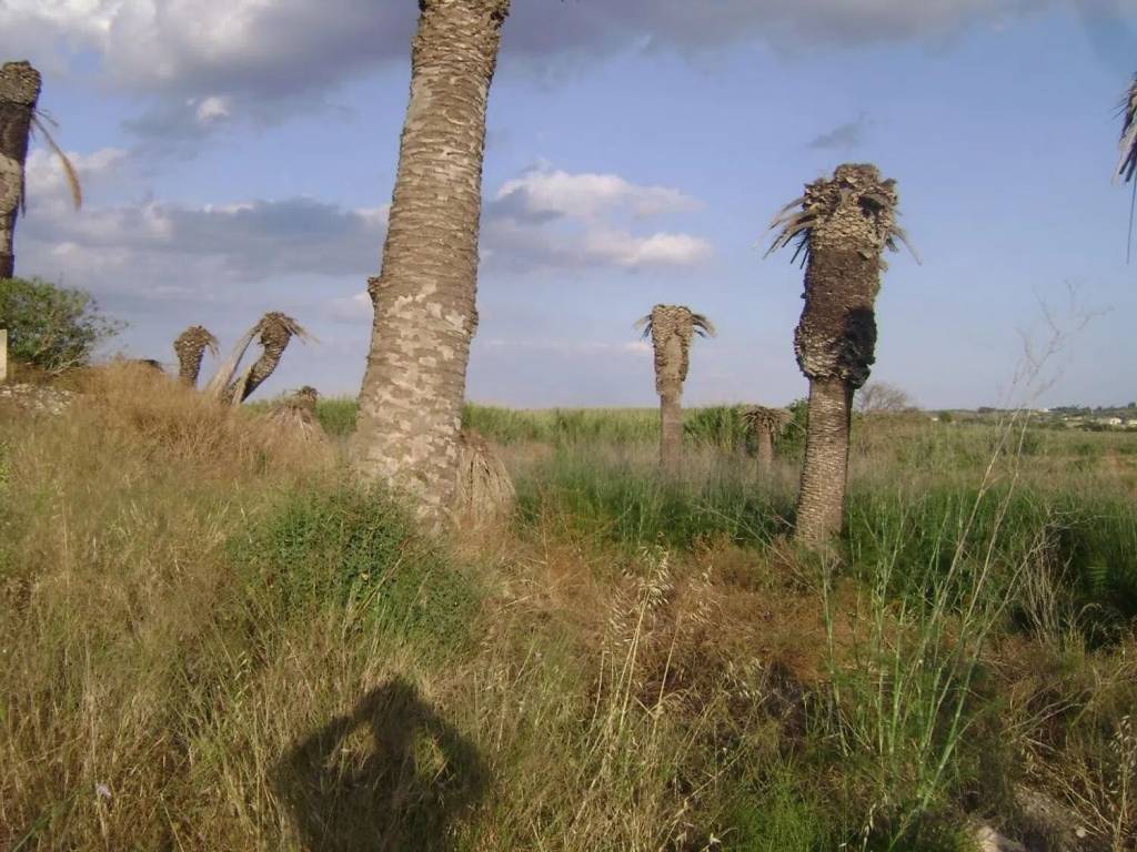 Rustico / casale a Noto - Foto 3