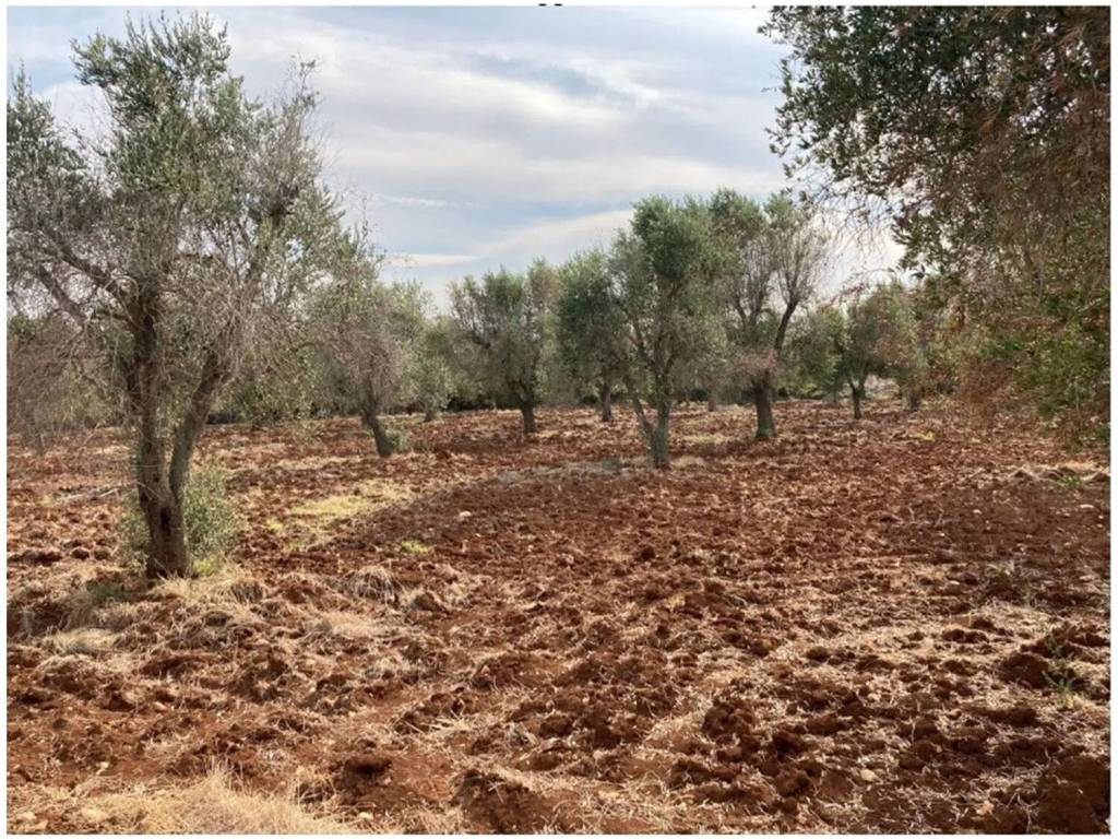 Terreno a Carovigno in Contrada Puspo S.N.C. - Foto 2
