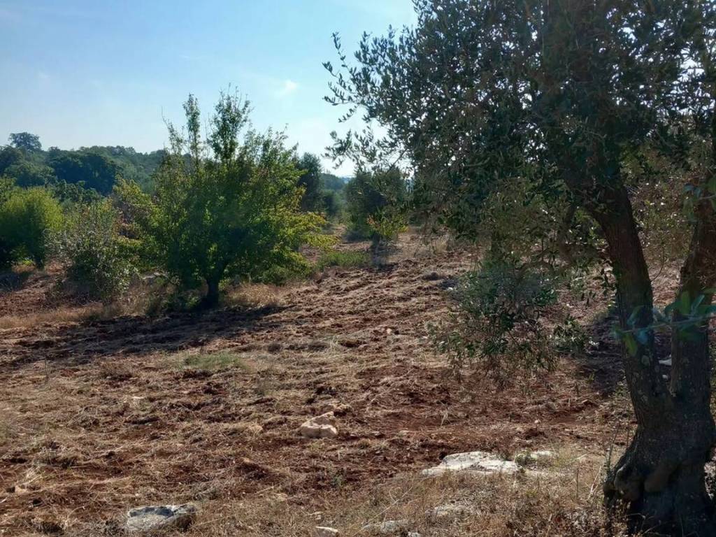 Terreno a Ceglie messapica in Contrada Monte Marcucci S.N.C. - Foto 3