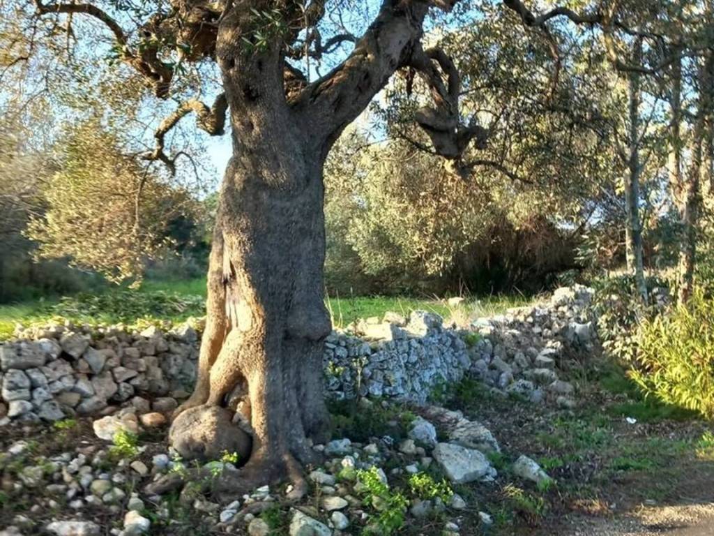 Terreno a Ostuni in Contrada Urselli S.N.C. - Foto 5